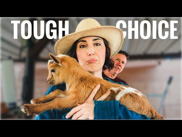 I Finally Decided Which Baby Goat to Keep… and Why