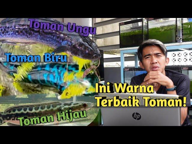 TOMAN BIRU TERLANGKA? INI PENYEBAB WARNA TOMAN HIJAU, BIRU & UNGU