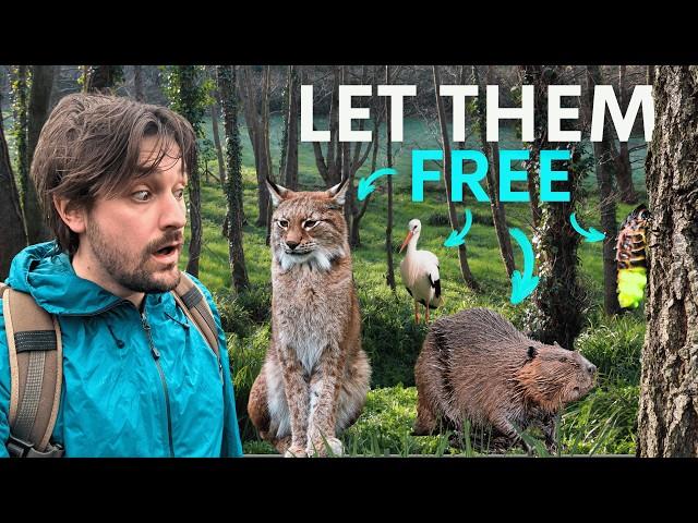 The Rewilding Farm Saving Britain's Lost Wildlife