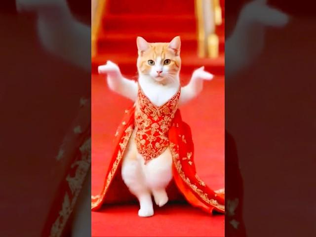 Cute Cat Dancing Video (2) #cat #dog #dogdance #catdance