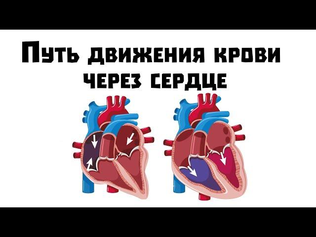 Путь движения крови через сердце