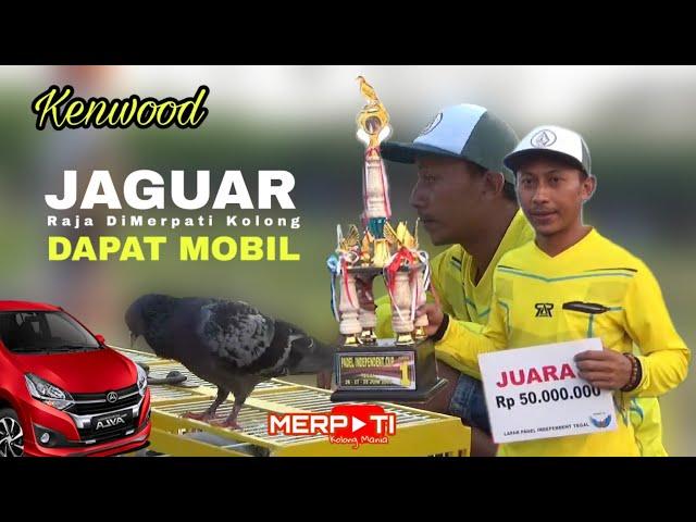 JAGUAR NGAMUK !!! FINAL EVENT MOBILAN LAPAK PADEL INDEPENDENT TEGAL