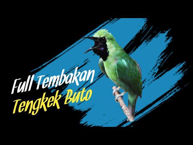 Cucak Ijo Full Tembakan Tengkek Buto