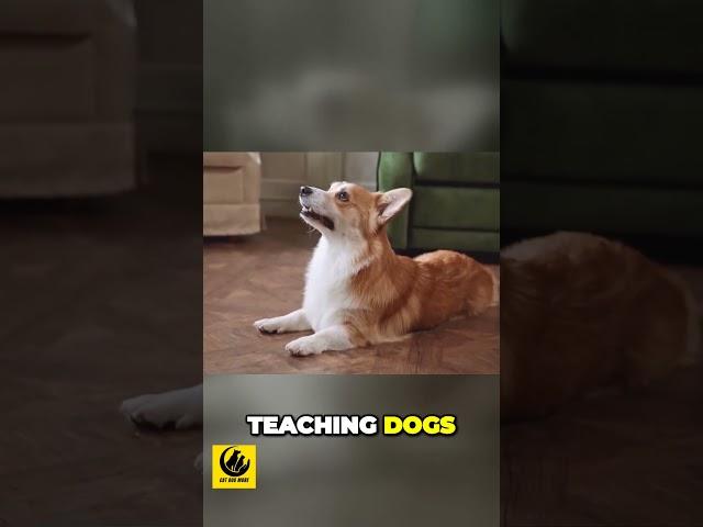 Dogs Behavior with Effective Socialization and Training #reels #dogtraining #familydog #shorts