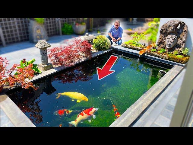 Small Koi Pond, BIG Fish!! (DIY Build)