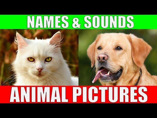 ANIMAL PICTURES for Babies - With Sounds and Names!