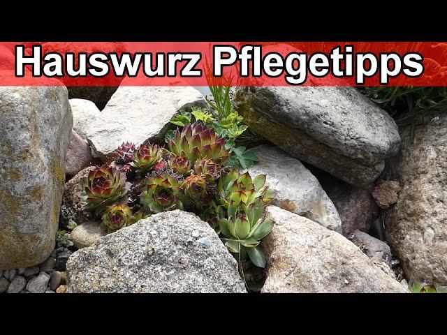 Steinrosen richtig pflegen - Sempervivum Hauswurz Pflanzen – Pflege Tipps / Gießen Erde überwintern