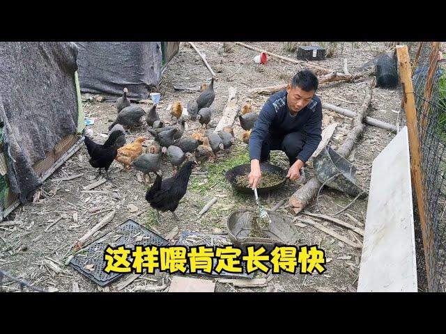 这样煮鸡食来喂鸡肯定会长得快，雨锅把烤箱搬去弟媳家放，还看上了阿练家的腊货