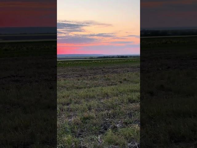 Ризиковий посів кукурудзи 15.05.24.Степ