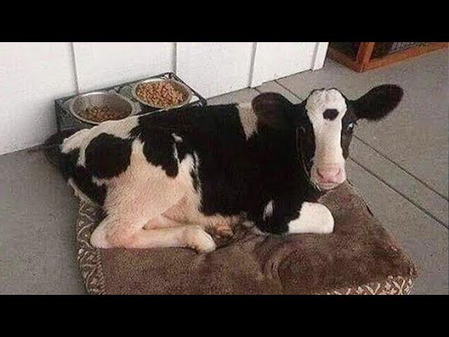 The World's FUNNIEST ANIMAL VIDEOS! Best Funny Animals Videos Of 2024