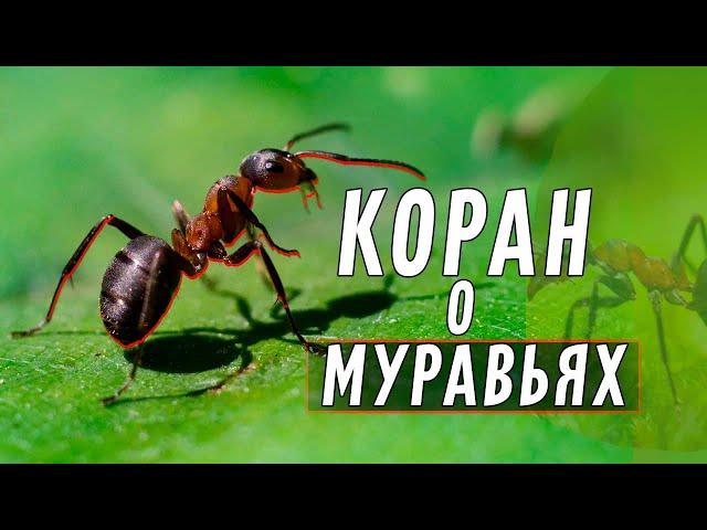 Что в Коране говорится о муравьях?