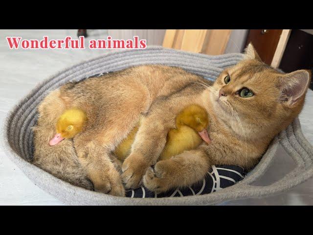 I was moved to tears.The magical and lovely cat takes care of the duckling as her own child️