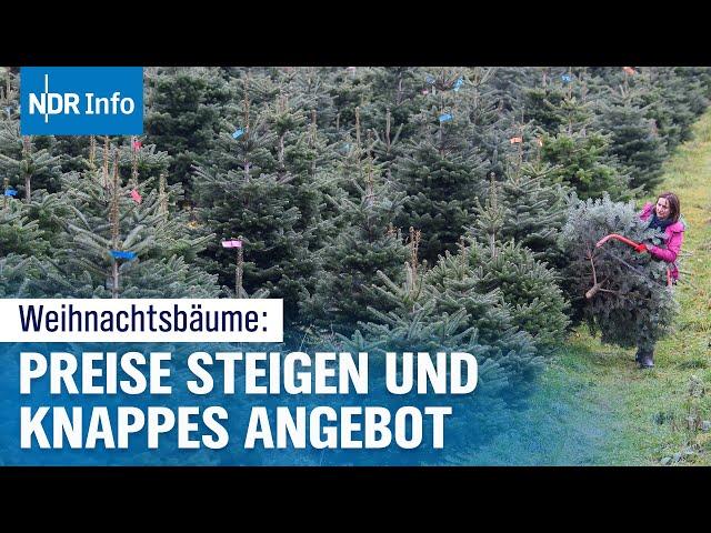 Teure Weihnachtsbäume 2024: Warum die Preise in die Höhe schießen | NDR Info