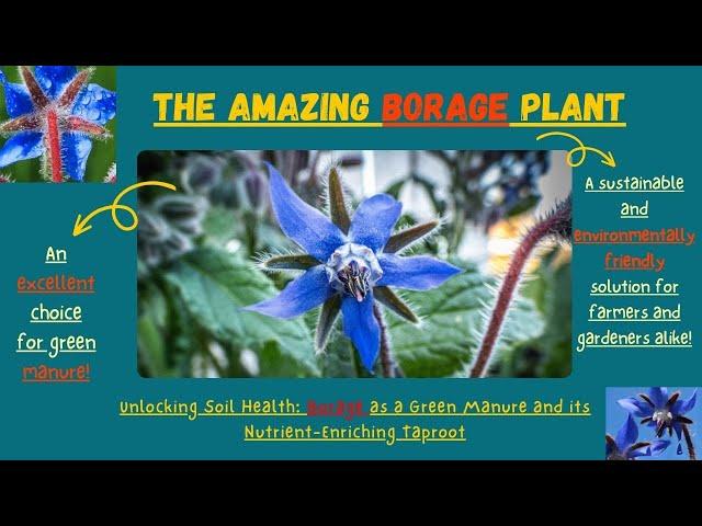 Borage as a Green Manure and its Nutrient-Enriching Taproot  #gardening #gardeningtips #greenmanure