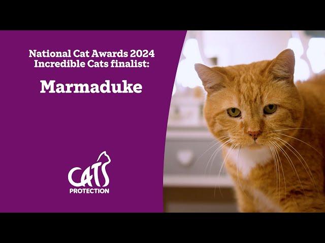 Marmaduke | The cat who healed severe trauma | National Cat Awards 2024