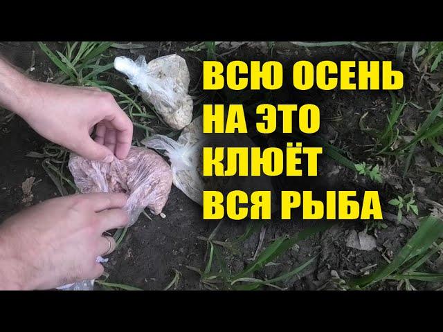 ОСЕНЬЮ ВСЯ РЫБА КЛЮЁТ НА ЭТУ НАСАДКУ!