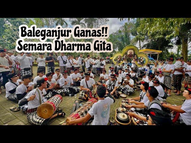 Tabuh Baleganjur Ngarap paling Ganas!! SEMARA DHARMA GITA -Pelebon jero Mangku Pura Penataran