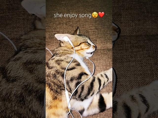 Cat listening Song ️ #catlover #catlaughs #kittycat