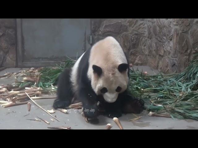 20230529大熊猫成兰吃午餐 Panda Cheng Lan