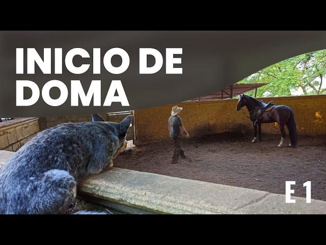 INICIO DE DOMA RACIONAL POTRO HIJO DE TORMENTO - E 1