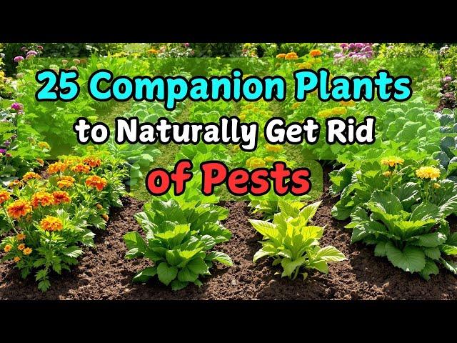 Top 25 Companion Plants to Naturally Get Rid of Pests