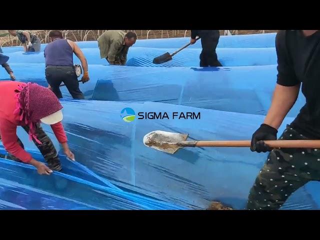 Ginger planting- cover film SIGMA FARM