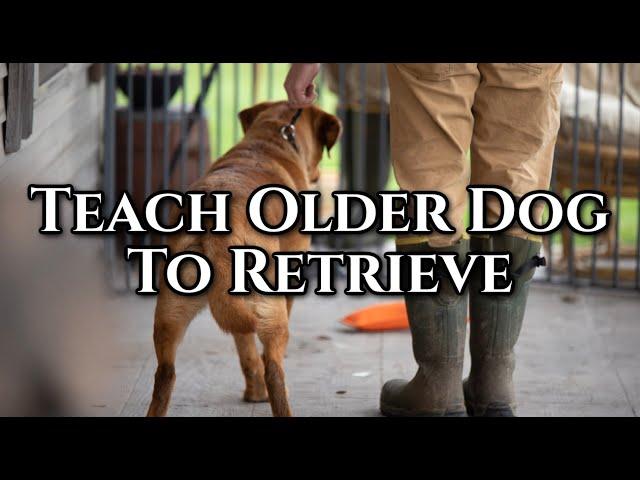 Teach Older Dog to Retrieve - Eliminate the Distractions!