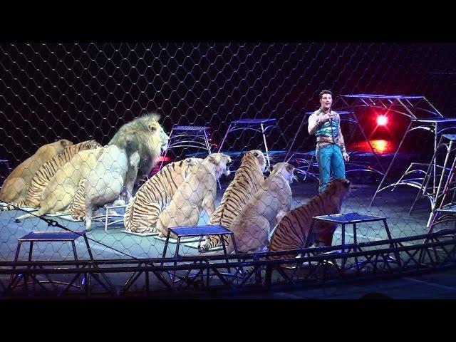 Ringling Brother's Big Cats (Tigers and Lions) show