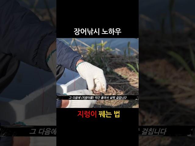 장어낚시 지렁이 잘 꿰는 법 / 노하우 대공개