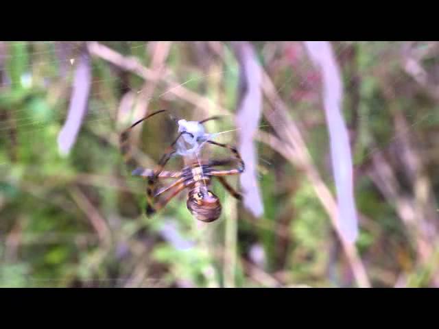 Yellow Argiope Spider Shaking Its Web on the Florida Panther National Wildlife Refuge