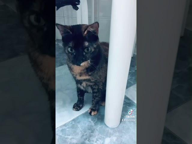 Videos divertidos gatos “tatuadora felina”