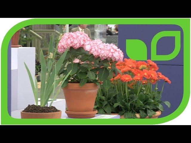 Plant of the year an der Chelsea Flower Show 2014