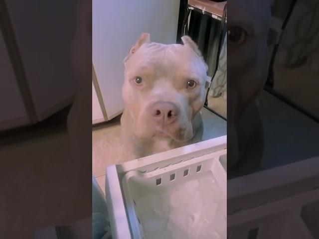 Hilarious Pit Bull Demands Ice Cube! #Shorts #Dogs