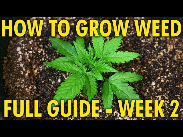 Properly Feeding Young Plants - Cannabis Grow Guide Week 2