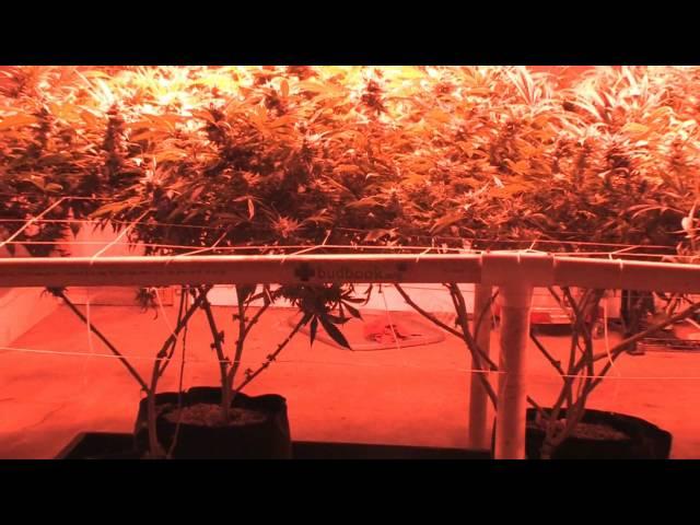 My encounter with MalakiMike and Trip from budbook.org (Bob Marley)