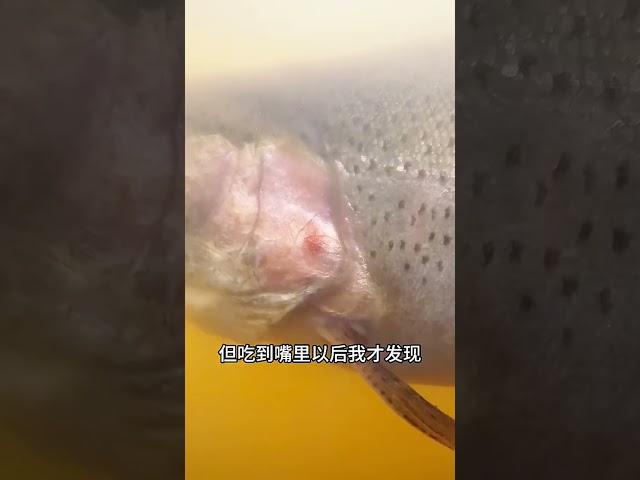 2024路亞釣魚視力好的魚虹鱒鱒魚.推薦熱門流量頂流fyp.釣後放生愛惜生命.隨釣隨放生生不息.留影不留魚一律車下水.路亞假餌新手.路亞搞笑爆笑.水滴輪小烏龜.水上高爾夫