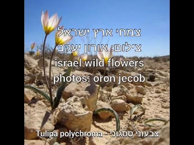 פרחי ארץ ישראל - israel wild flowers