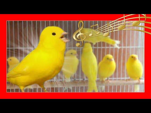  Canary singing | Song of canaries | Yellow canary singing