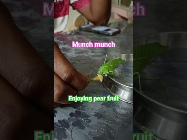 green grasshopper at home