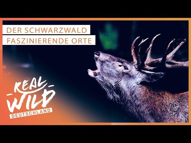 Natur Doku: Der Schwarzwald und seine reiche Natur | Faszinierende Orte | Real Wild Deutschland