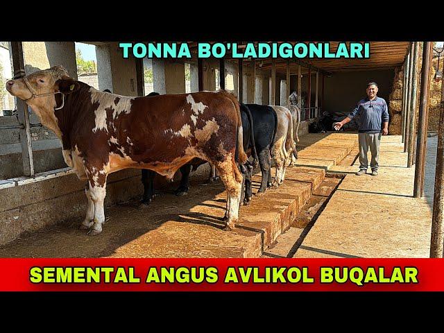 SEMENTAL ANGUS AVLIKOL ️90-850-24-37 / 91-691-44-45 BUQALAR BUQALARNI TONNA BO’LADIGONLARI KELDI