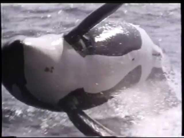 Free Willy 2 - The Adventure Home (1995) Teaser (VHS Capture)