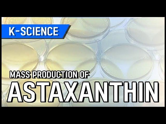 [K-SCIENCE] Mass Production of Astaxanthin / YTN KOREAN