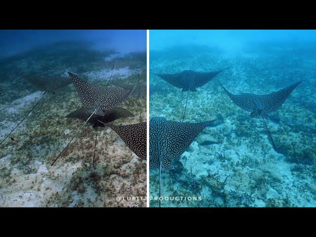 Sony FX3 Underwater Footage Color Grading