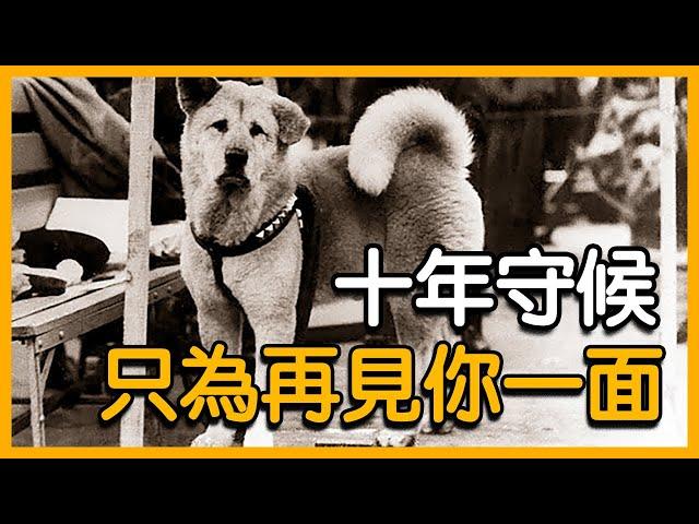 忠犬八公｜感動全日本的傳奇秋田犬｜愛狗人士必看 【Vonita奇聞說 | Kit】