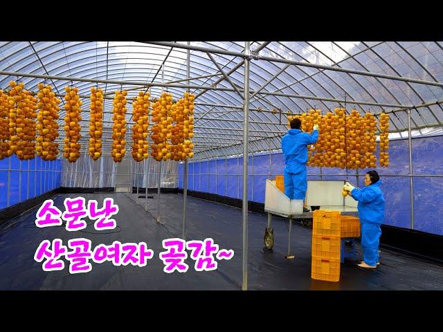 Dried persimmons from the famous mountain woman