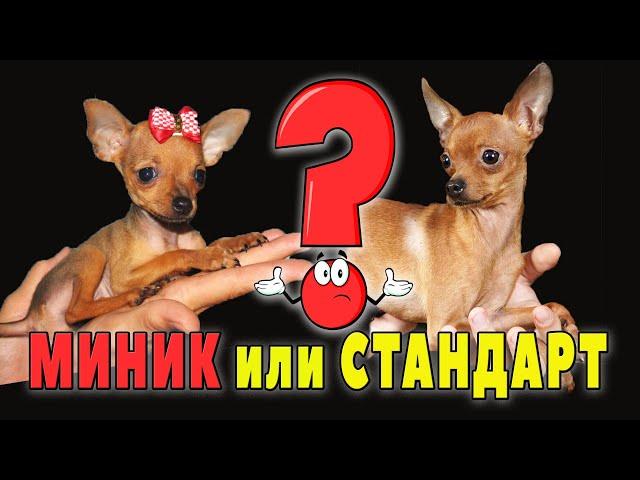 Миник или стандарт, кого выбрать? Плюсы и минусы мини тоев