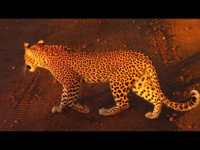 Young Male Leopard Hunting Squirrel