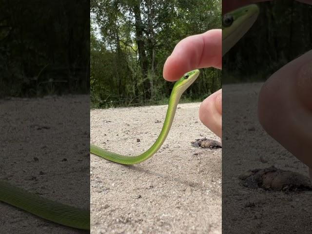 Green Snake Snek Boop  #shorts