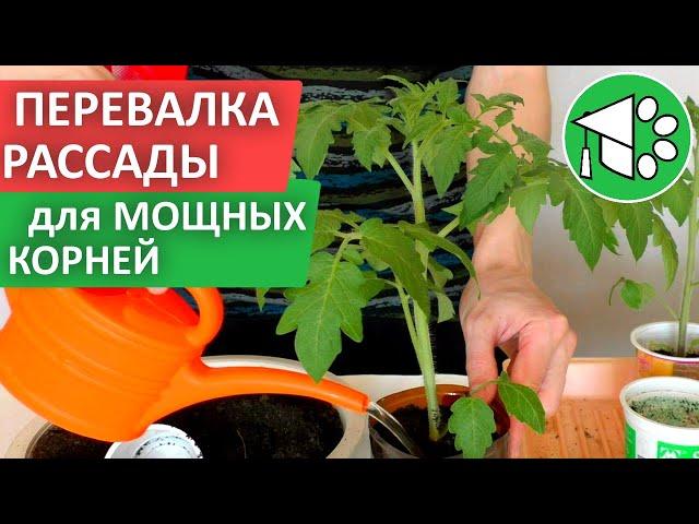 Важный приём для роста корней рассады | Перевалка (пересадка) рассады томатов в большую ёмкость